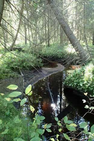 kivisoraikkoinen virta-alue, joka on hyvin monipuolinen kohde.