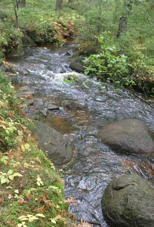 Niittunevalle menevän metsätien