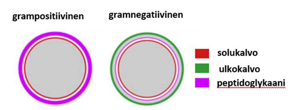 2.1 Bakteerien rakenne ja luokittelu Useimmilla bakteereilla on eläinsoluista poiketen plasmamembraanin ulkopuolella niin sanottu soluseinä.