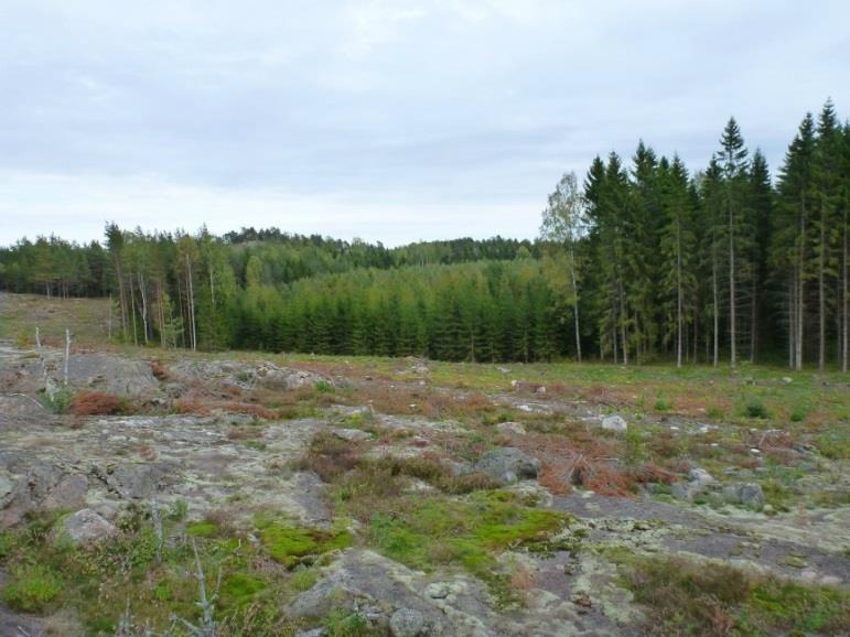 pohjoiseen. Tutkimusalue kuvattu itään.