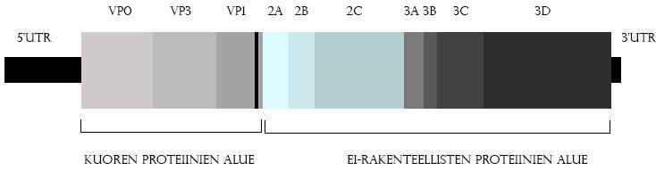 5 (Stanway ym. 1994: 8236). Koska proteiini ei hajoa, saattaa parechoviruksilla olla kuoressaan rakenteellisia eroa muihin pikornaviruksiin nähden (Harvala Simmonds 2009: 2).