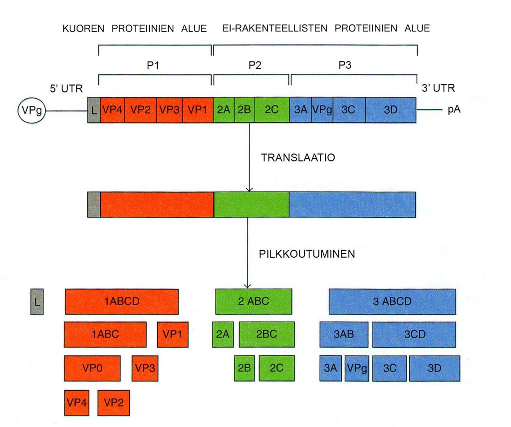 6 Polyproteiini pilkkoutuu viruksen tuottamien entsyymien avulla 11 12 hajoamistuotteeksi (ks. kuvio 3) (Racaniello 2001: 692).