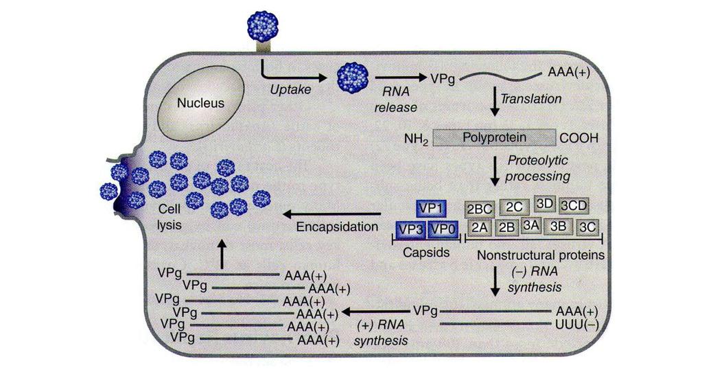 8 litteistä endosytoosireittiä käyttäen. Tällöin virus proteiinikuorineen on päässyt sisälle soluun ja se vapauttaa genominsa hyvin pian tämän jälkeen.