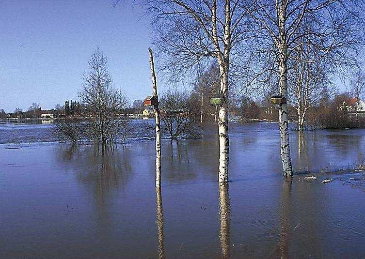Kuva 13. Laihianjoen tulva-aluetta1984 keväällä, 3-tien varrelta (Pertti Sevola). Kuva 14. Laihianjoen tulva-aluetta 1984 keväällä, Vaasan lentokentäntie (Raine Saari).