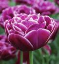 0 Koko: 12/+ 2100033 10 kpl 6,3 Purple Peony Voimakasvärinen tulppaani, joka kerrannaisine