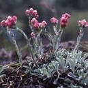 Exotic Garden syysluettelo 2016 ANTENNARIA Kissankäpäliä 0700227 Sekoitus kissankäpäläsuvun lajeja, hybridejä.