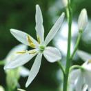 ANTHERICUM liliago Tähkähietalilja 0700023 Kotoisin Etelä-Euroopasta.