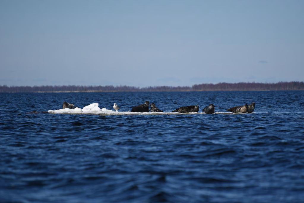 MERVI KUNNASRANTA / WWF Otetaan torjuntavoitto yhdessä!