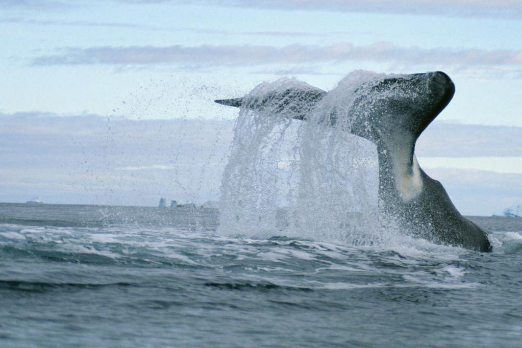 PAUL NICKLEN / NATIONAL GEOGRAPHIC STOCK / WWF-CANADA Arktisten vesien jättiläinen Grönlanninvalas on maailman pitkäikäisin nisäkäs. Se voi elää yli 200-vuotiaaksi.