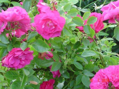 Rosa John Cabot 1-2 m; rennohkohaarainen, tukea vaativa (pilariruusu); lehdet kirkkaanvihreitä; kukat kolmittain viisittäin, löyhästi kerrannaisia,