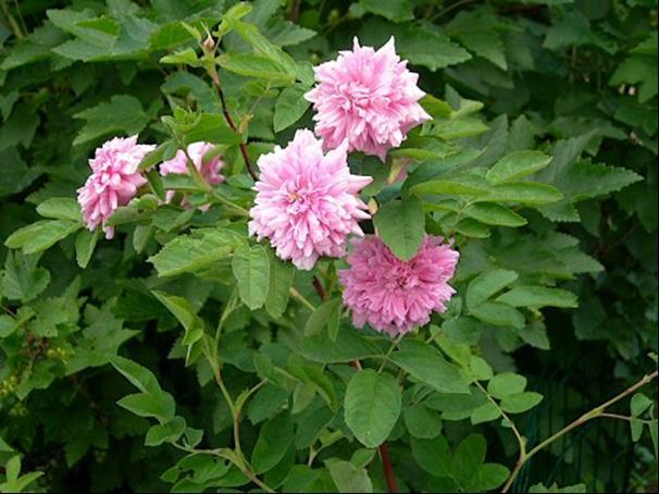 Rosa Mozart 0.8-1.2 m; pystyhaarainen; kukinto monikukkainen, kukat pieniä, 3-5 cm leveitä, vaalean sinipunaisia, keskeltä valkoisia, tuoksuvia; kiulukat eivät kypsy. VII - IX.