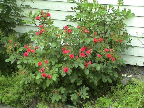 Neilikkaruusu (punainen), nejlikros Rosa F.J.Grootendorst Pystyhaarainen; 0.5-1.5 m; kukinto monikukkainen huiskilomainen terttu; kukat n. 4 cm, punaisia, kerrannaisia, terälehdet ripsilaitaisia.