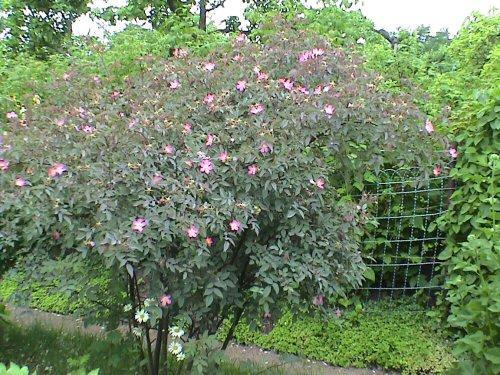 Punalehtiruusu, daggros Rosa glauca Juurivesaton; 1-3 m; siirottavahaarainen; piikit hentoja, suoria; lehti 5-9-lehdykkäinen, lehdykät 2-4 cm, soikeita, punertavan sinivihreitä, sahalaitaisia; kukat