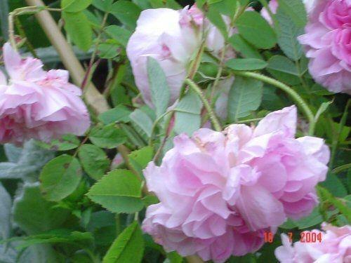 Rosa Suzanne 1 m; pitkä- ja harvahaarainen; lehdet harmahtavanvihreitä, pieniä; kukat yksittäin kolmittain, 8-10 cm leveitä, kerrannaisia, vaaleanpunaisia, heikosti