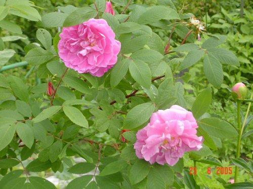 Bugnet, Kanada 1950, R.(acicularis x (davurica x rugosa)) x (amblyotis x rugosa Plena ) x Betty Bland ; Rugosa-ryhmä. Tornionlaaksonruusu, tornedalsros Rosa majalis Tornedal Juurivesoja muodostava; 0.