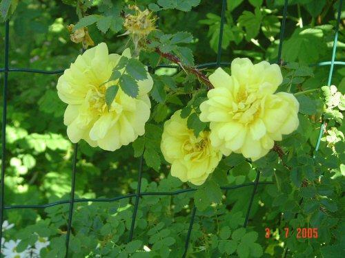 Valamonruusu, valamoros - Rosa 'Splendens' Juurivesoja muodostava pensas; 1.5-2 m; lehdykät 3.5-7 cm, tummanvihreitä, laita tav.