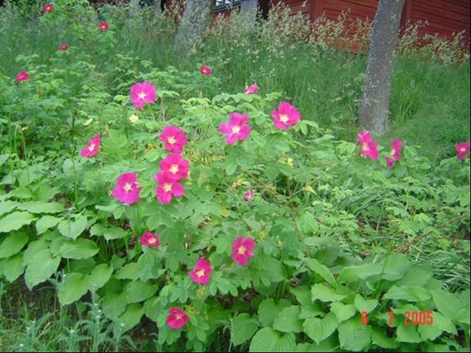 kurttuisia, kiiltäviä, tummanvihreitä; kukat yksittäin kolmittain, 7-11 cm leveitä, kerrannaisia, violetinpunaisia, voimakastuoksuisia; kiulukat 2-2.5 cm, naurismaisia, punaisia.