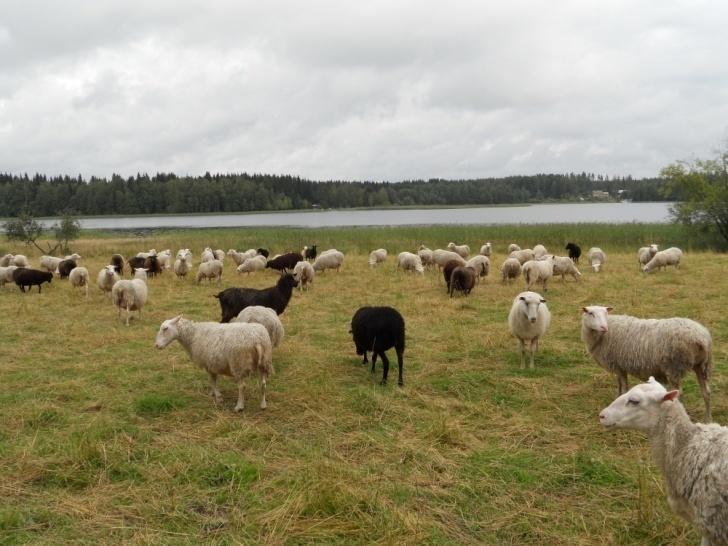 15 (38) 4 LAMMASROTUJA SUOMESSA Lammastaloudessa oikean rodun valitseminen on kaikkein tärkein asia pyrittäessä kohti tuottavaa tilaa valitulla tuotantosuunnalla.