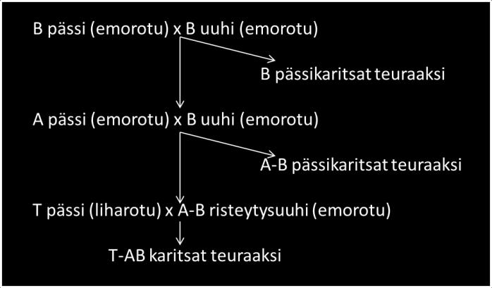 Määrä on kuitenkin huomattavasti pienempi kuin edellä mainitussa, sillä puhdasrotuisia uuhia tarvitaan vain seuraavan polven emojen kannan ylläpitoon.