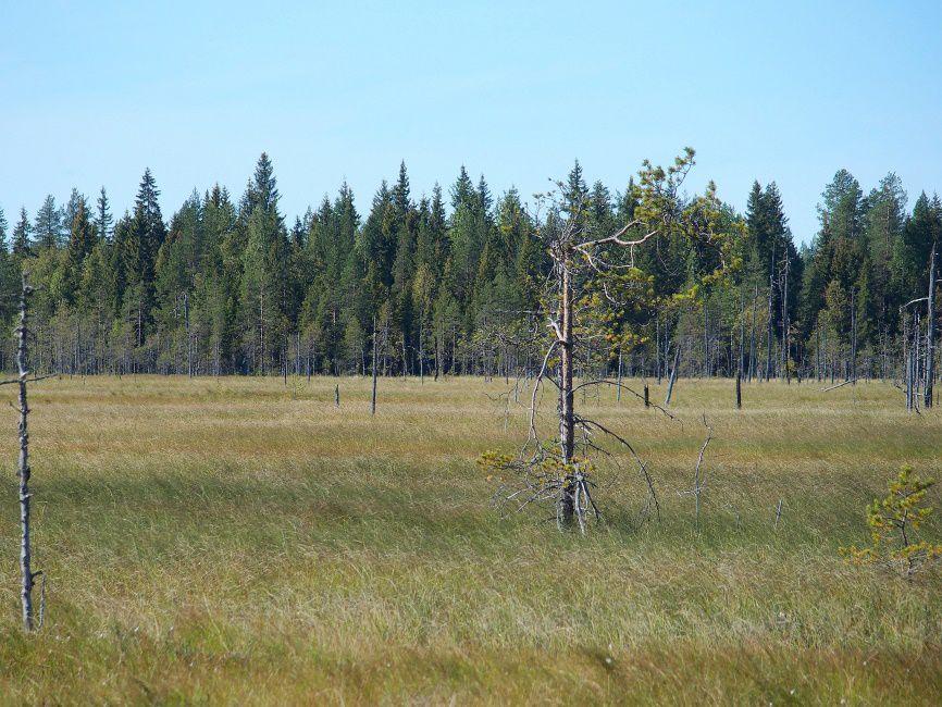 sähköposti: suomaa@sll.