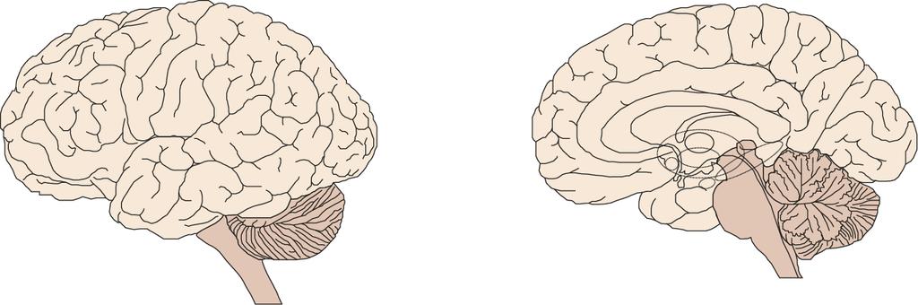 premotorinen aivokuori motorinen aivokuori somatosensorinen aivokuori päälakilohkon alaosa pihtipoimu talamus insula precuneus dorsolateraalinen etuotsalohkon aivokuori etuotsalohkon sisäpinta