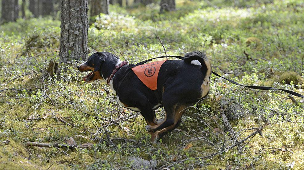 - - Luoksepäästävyys tarkoittaa koiran suhtautumista ystävällisiin vieraisiin henkilöihin.