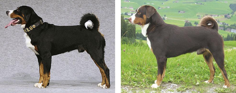 4.4. Ulkomuoto Rotumääritelmä APPENZELLINPAIMENKOIRA (APPENZELLER SENNENHUND) Ryhmä: 2 FCI:n numero: 46 Hyväksytty: FCI 5.5.2003 