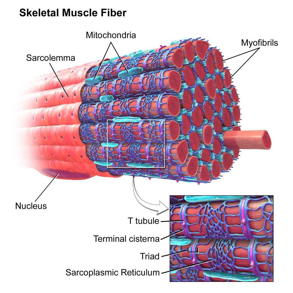 Kuvio 3. Havainnollistus poikkijuovaisesta lihassolusta. Suurimman osan solua täyttävät myofibrillit, joissa solun supistuminen ja energiankäyttö tapahtuu.
