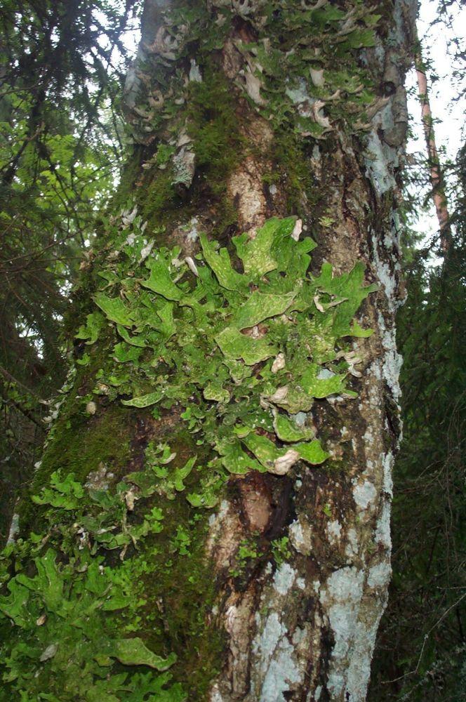 Muuta Alue rajautuu Läämänneva-Ilvesmäen metsän kaksiosaiseen Natura 2000 -alueeseen ja näitä yhdistävään Iso Hautajärven suojelumetsään, joka suojeltiin valtionmaiden METSO 13 000 projektissa vuonna