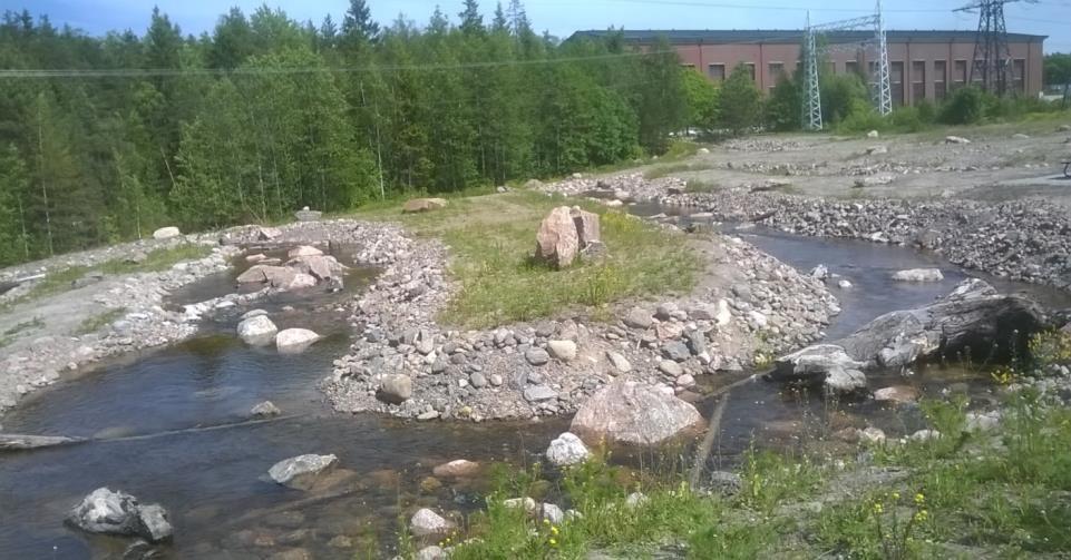 Uudet lisääntymisuomat