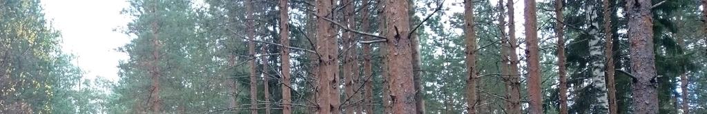 jyrkkäpiirteisiä rannanosia.