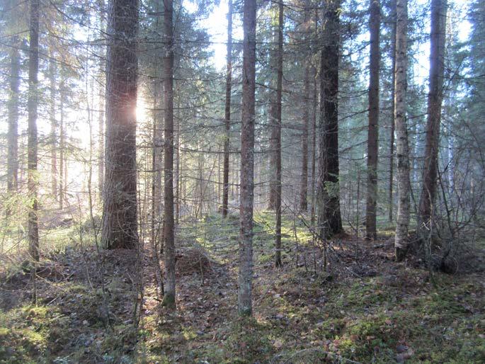 Lehtomaisen kankaan eli OMT-tyypin metsikköä, jossa