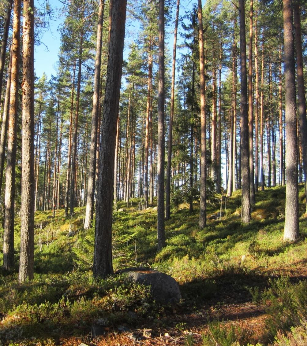 Kuivahkon kankaan eli puolukkatyypin (VT) metsää.