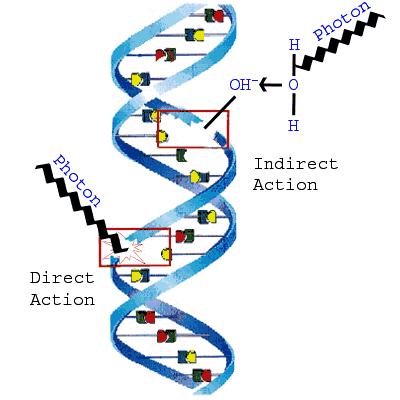 Radiation Dose and Dose Equivalent Absorbed dose D is the mean energy absorbed from any type of radiation per unit mass of the absorber.