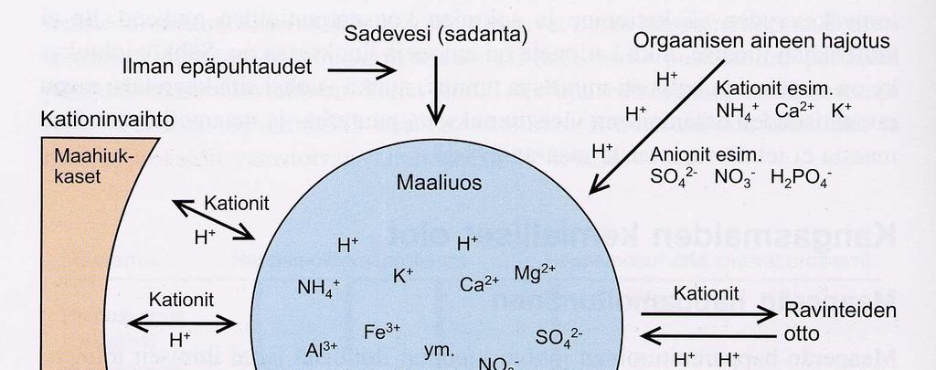 Suurin osa kationeista