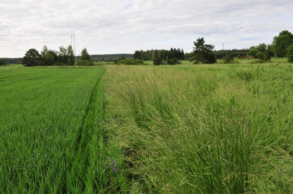 LISÄÄ KASVIPEITTEISYYTTÄ Kasvipeitteisyyden lisäys