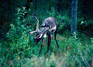 VETOVOIMATEKIJÄT Lapin vetovoimatekijät Maailman puhtain ilma ja väkevä luonto tarjoavat täydellisen