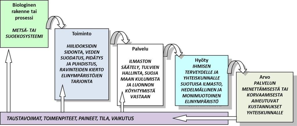 Tuki- ja säätelypalvelut käsittävät ne ekologiset prosessit, joiden avulla elävät organismit ylläpitävät ja säätelevät ihmisen elinympäristöä.