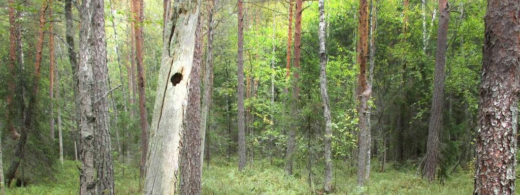 lentävä vaikutus vaikka huomioidaan se, että puubiomassaan sitoutunut hiili on suurelta osin vain lyhytaikaisesti poissa ilmakehästä.