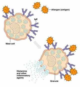 2. Selvitä allaolevan kuvan avulla ige välitteisen allergian (nopea allerginen reaktio) syntymekanismi. Ja vastaa seuraaviin kysymyksiin!