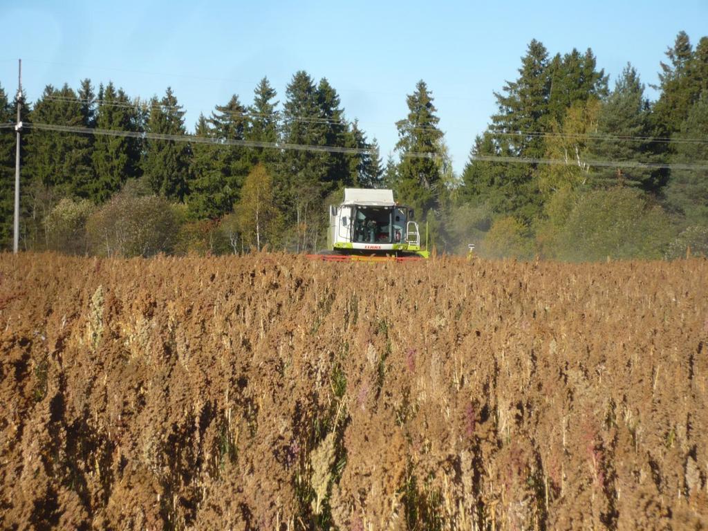 Harvest time in