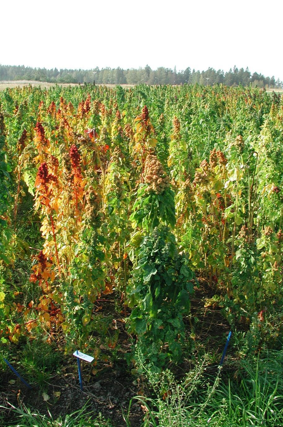 Fig.1. Field experiment at MTT Agrifood Research Finland in 2000.