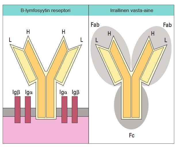 11 2.3 Vasta-aine Vasta-aine tai immunoglobuliini (Ig) on B-lymfosyyttien tuottama Y-muotoinen proteiini elimistölle vierasta organismia tai molekyyliä kohtaan.