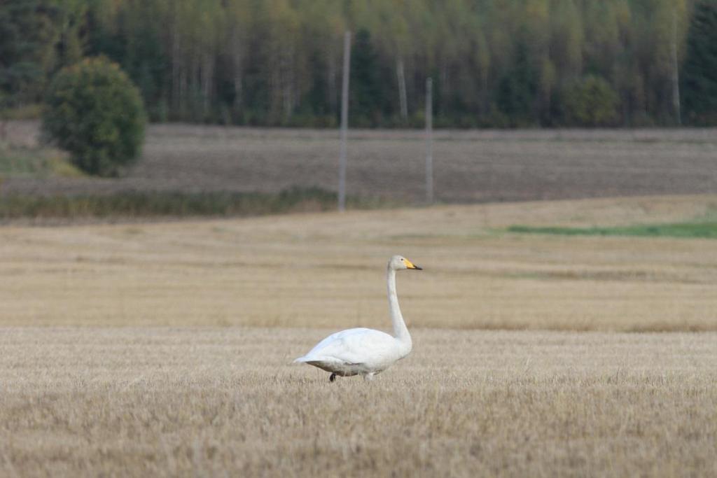 FCG SUUNNITTELU JA TEKNIIKKA OY Raportti 16 (38) Kuva 5. Laulujoutsen (Cygnus Cygnus) levähtää muuttomatkallaan usein peltoalueilla. 4.3.2 Metsähanhi (Anser fabalis) Metsähanhi on uhanalaisluokituksessa luokiteltu silmälläpidettäväksi (NT) lajiksi.