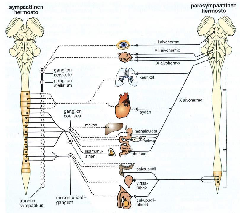 10 3.1.3 Autonominen hermosto Autonominen hermosto eli tahdosta riippumaton hermosto on ääreishermoston haara, joka kontrolloi suurinta osaa sisäelinten toimintoja.