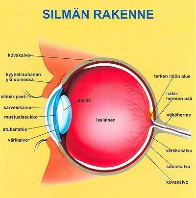 13 Suomessa tavallisin näkövamman aiheuttaja on silmänpohjan ikärappeuma. Se ei ole sokeutumiseen johtava silmäsairaus, mutta se aiheuttaa tarkan näkemisen vaikeutta niin kauko- kuin lähietäisyydellä.
