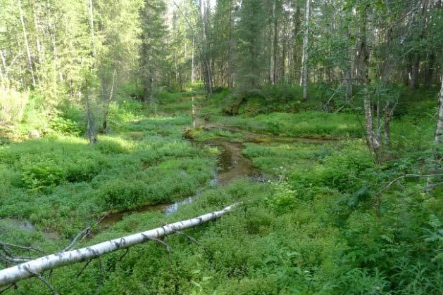 sekä lähdepuro (oikea