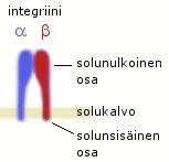 7 2.3 Integriini Integriinit ovat rakenteellisesti, toiminnallisesti ja immunokemiallisesti samankaltaisia solun pinnan glykoproteiinireseptoreita, jotka välittävät solusoluväliaine- sekä