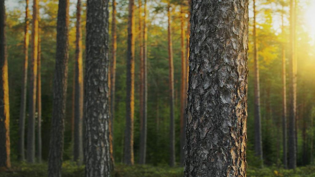 09/03/2017 BIOKAASU - UUSIUTUVA VAIHTOEHTO Kaasua käyttävät raskaan liikenteen ajoneuvot voivat vaihtaa suoraan maakaasusta biokaasuun Biokaasu on 100% kotimaista ja uusiutuvaa energiaa ja se on