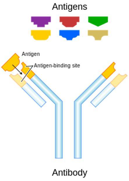 Results 3. ELISA-E2 Antibody antigen based test Figure 4.